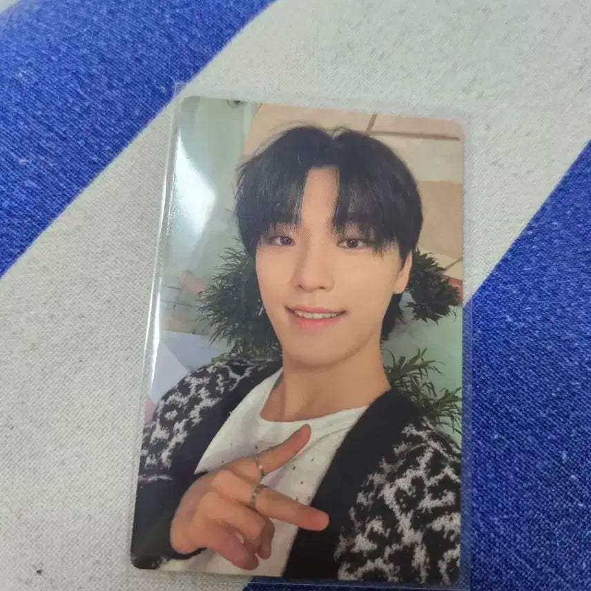 세븐틴 디노 앨포 캐럿반
