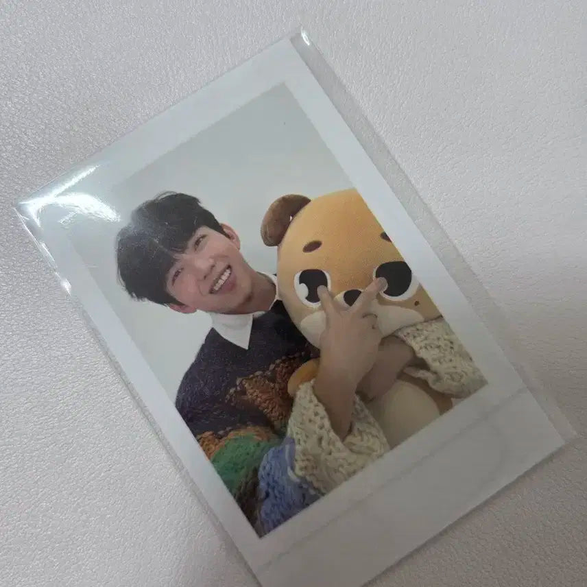 자이언트 데니멀즈 포카 데이식스 도운 폴라로이드