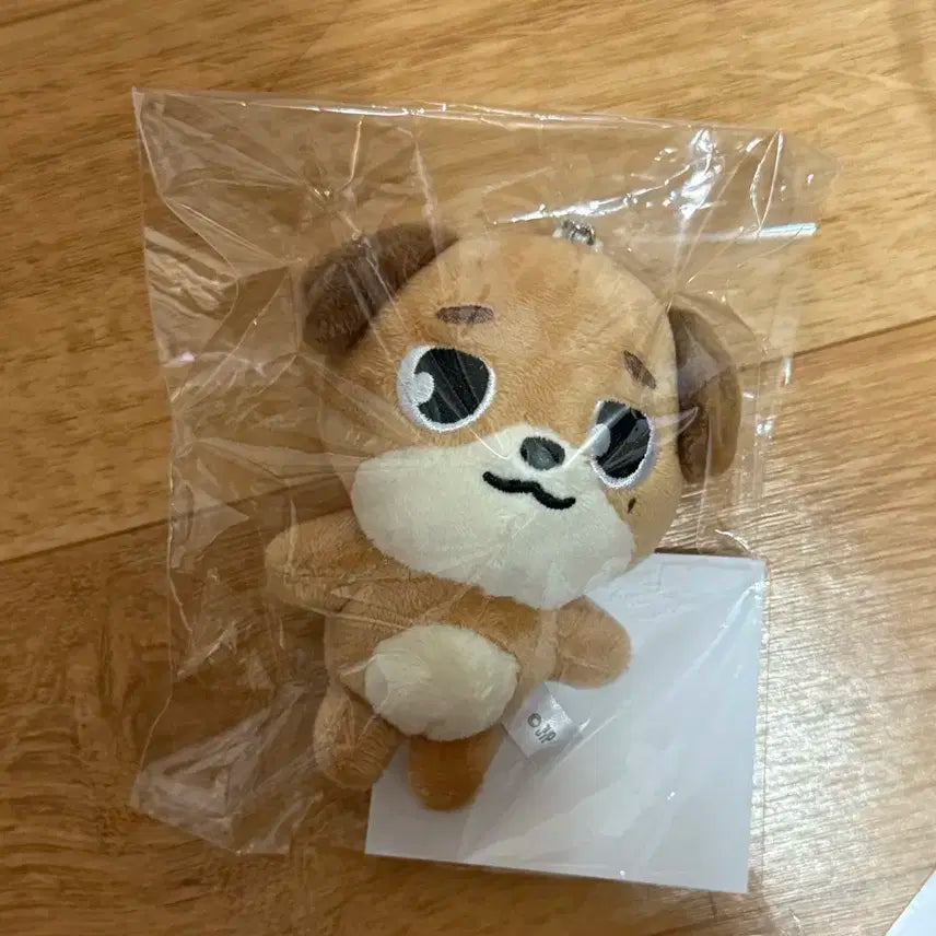 데이식스 일본md 백참 돈 새상품