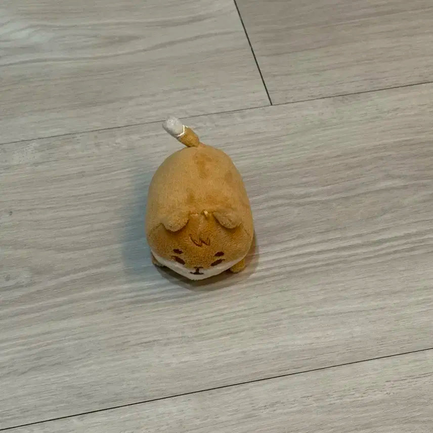 데이식스 사족케
