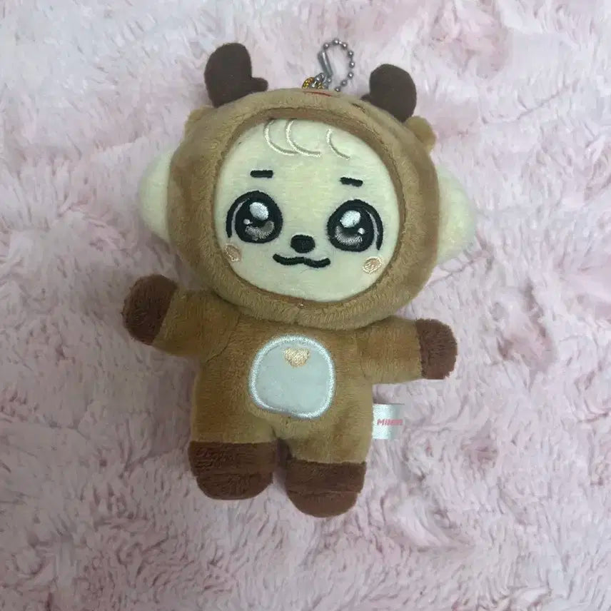 크리스마스 미니브 강안지 판매