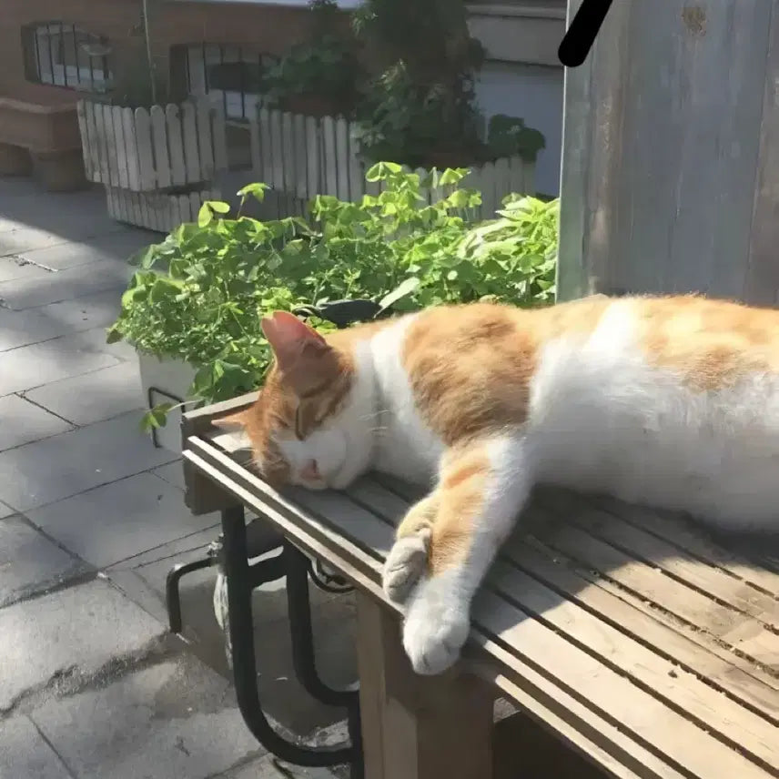 채룽빵님