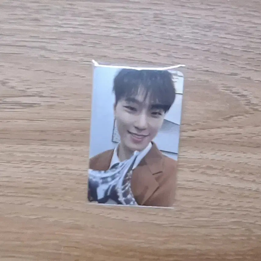 스필 더 필스 캐럿반포카 디노 판매