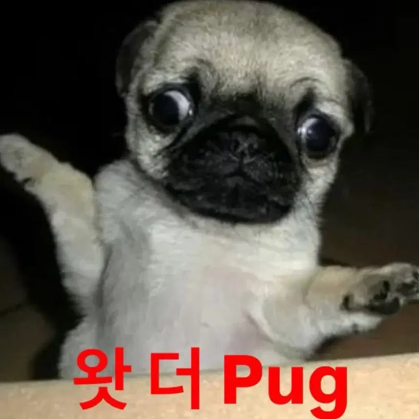 방탄소년단 BTS 앨범,비공굿