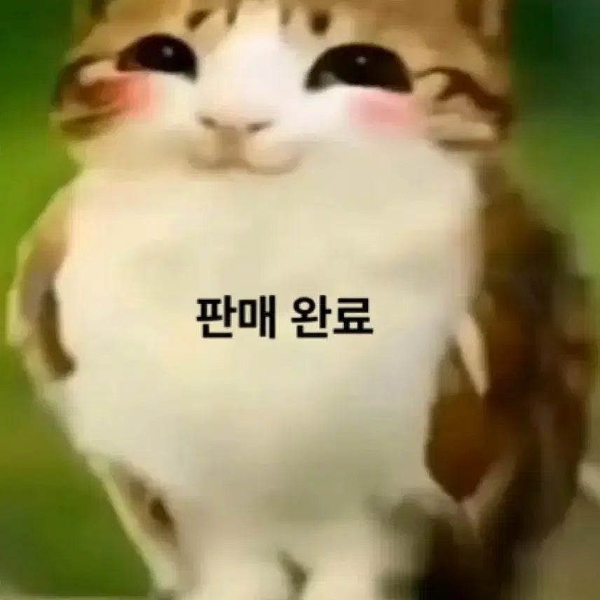 (판완)라이즈 성찬 포카 일괄 판매