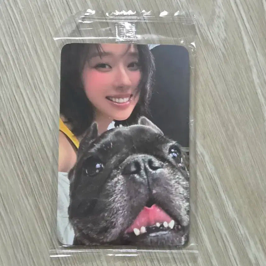 에스파 윈터 리치맨 케타포 포카 미공포 양도 강아지