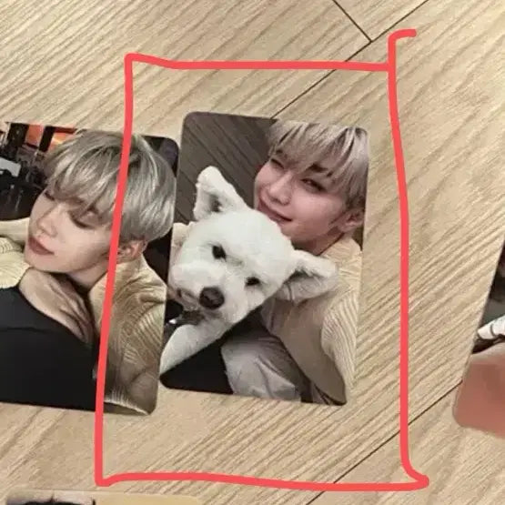 제베원 김태래포카 레오포카 강아지포카