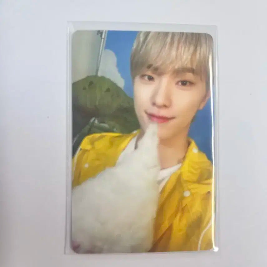 Seventeenth heaven carat ver. 디노