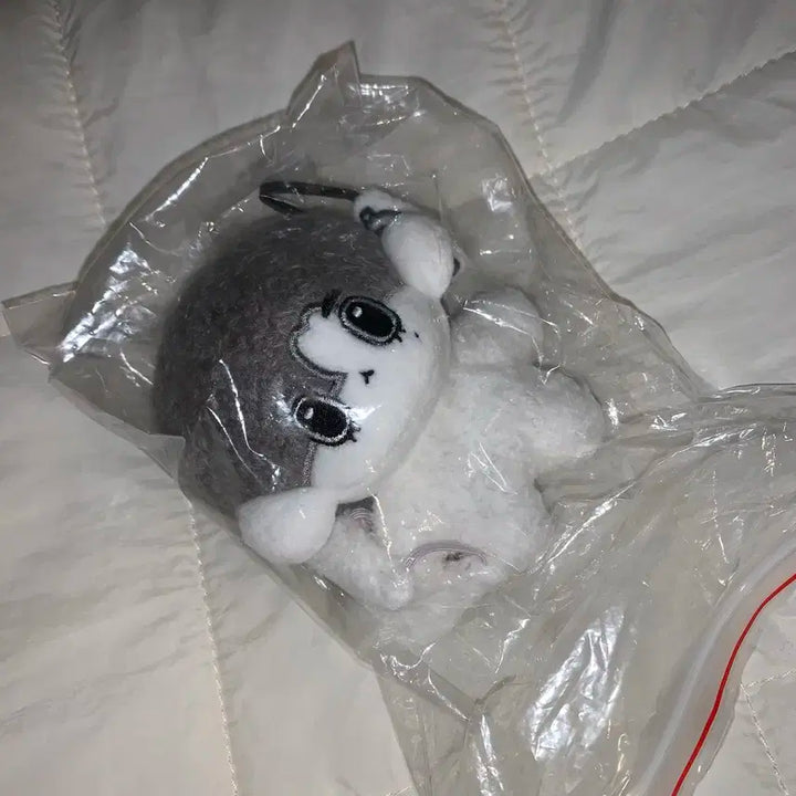 보이넥스트도어 이한 수상한 옆집 토한이 미개봉