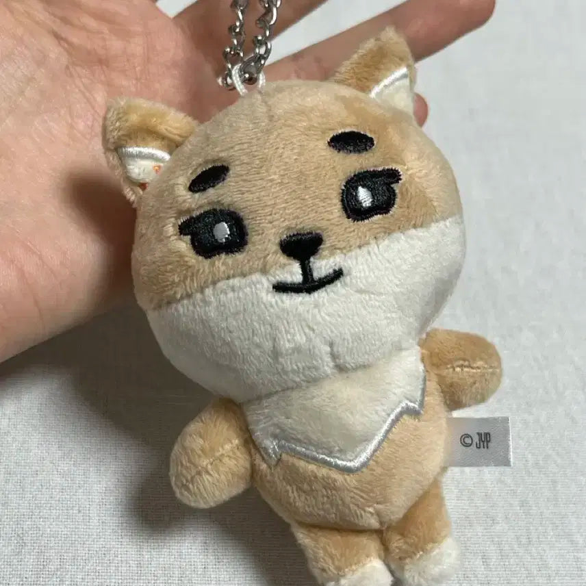 데이식스 포에버영 일본 엠디 백참 케 영케이