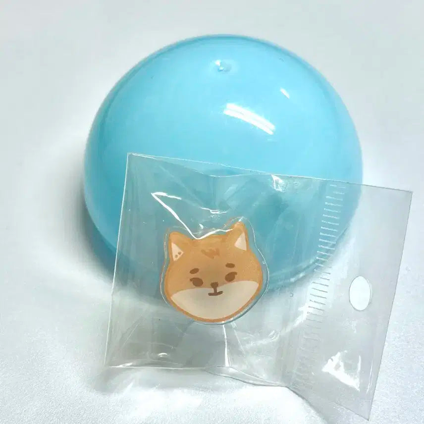 데이식스팝업 지비츠 케 양도