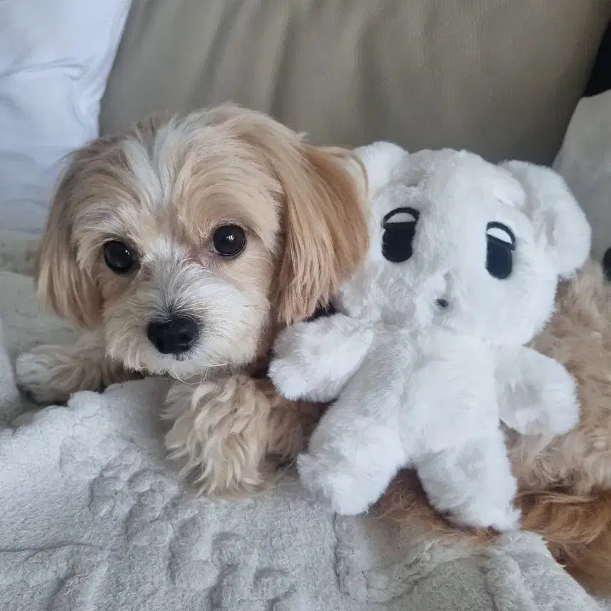 에스파 윈터 인형 20cm 직직이 팝니다 ~