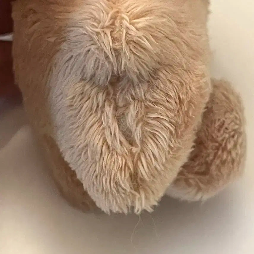 더보이즈 현재 인형 달곰