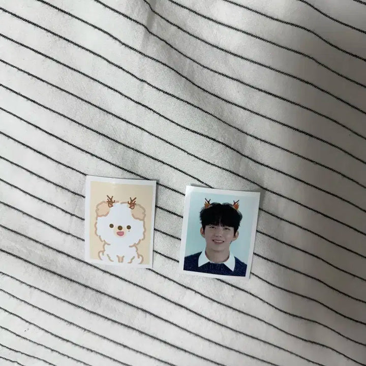 데이식스 도운 쁘띠멀즈 돈 증사홀더 키링