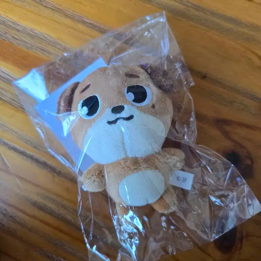 데이식스 일본엠디 돈 백참