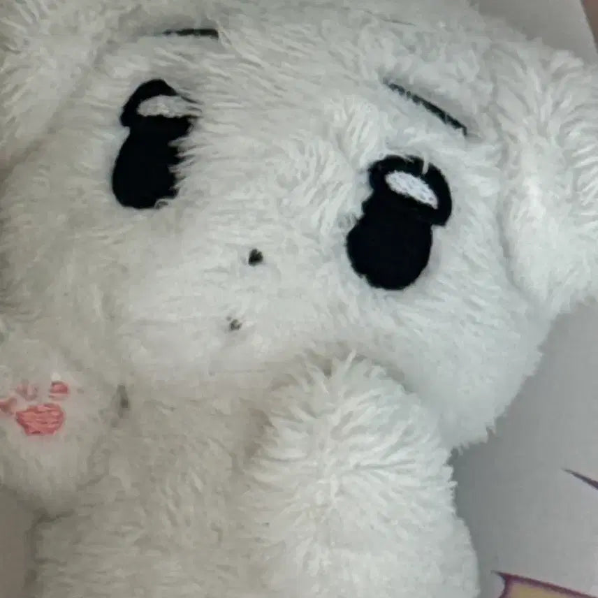 에스파 윈터 눕직이 양도