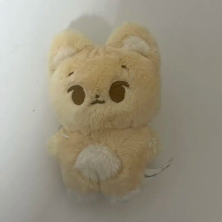 데이식스 영케이 케냥이 팝니당