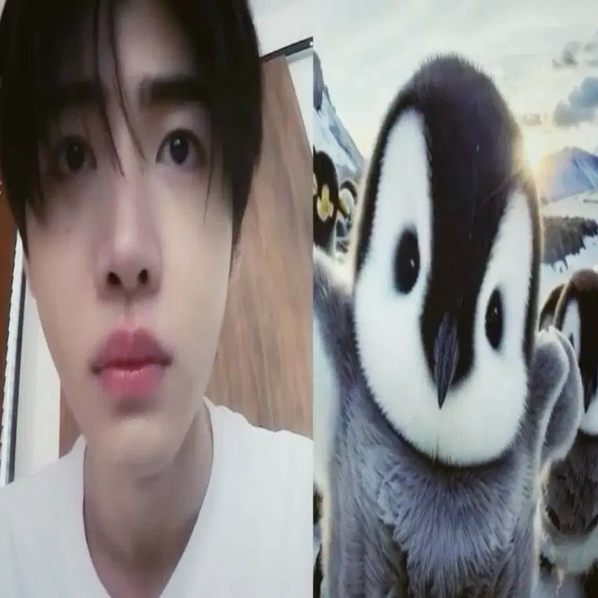 엔하이픈 성훈 앨포 양도해요