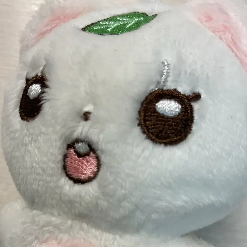카즈하 잎콩이