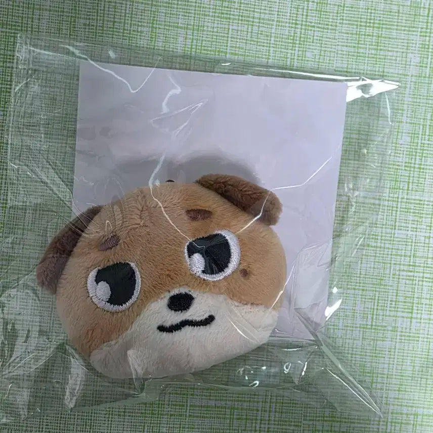 데이식스 일본 포에버영 MD 도운 돈