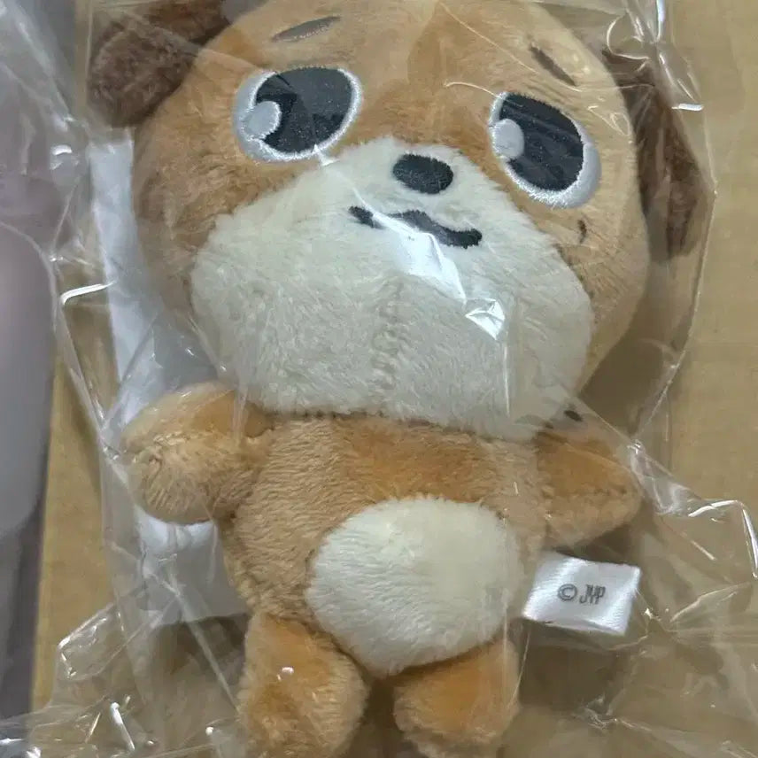 데이식스 일본 백참 돈 (새상품)