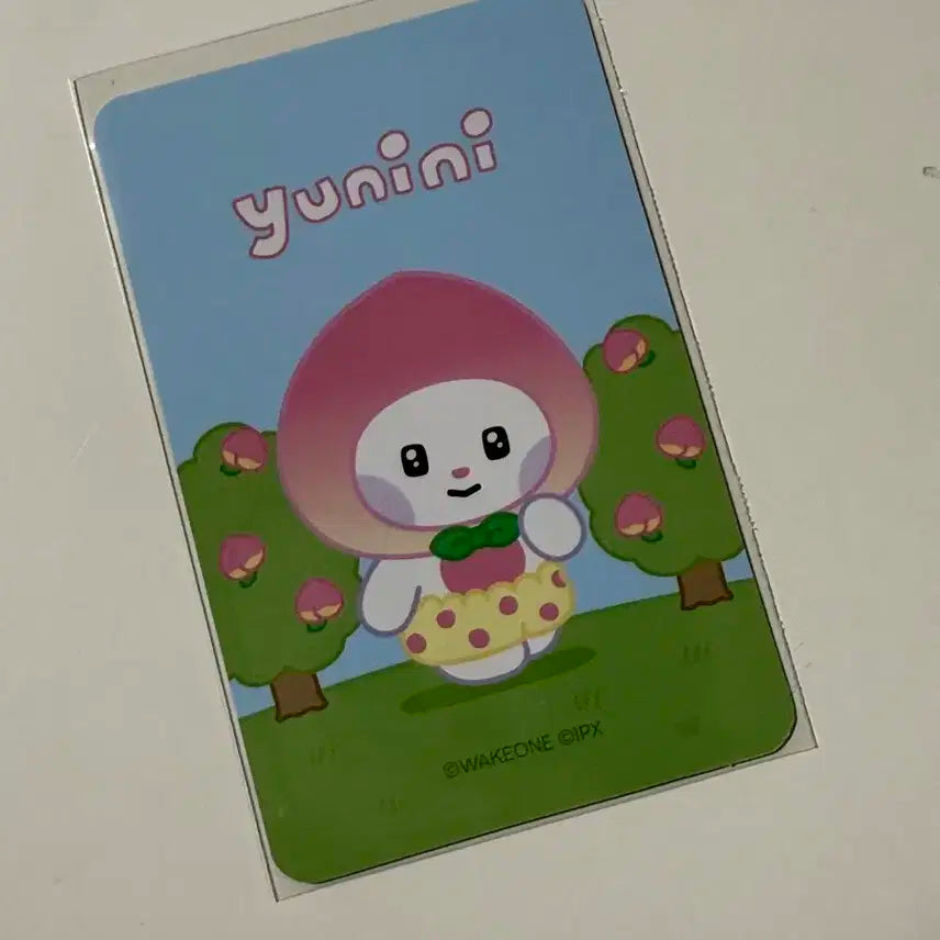 제베원 한유진 피규어 포카 유니니 양도
