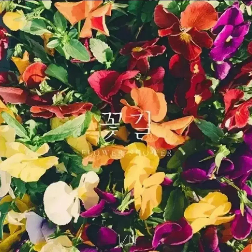 엔분의일 앨범 꽃길 [미개봉]
