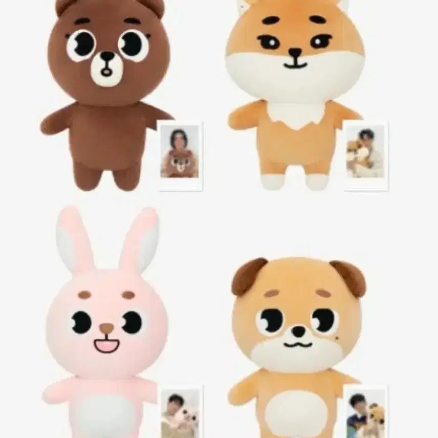 급전 모든구성포함 새상품 데이식스 데니멀즈 자이언트 필끼 원필 쁘멀