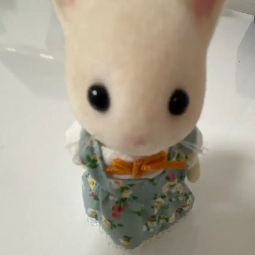 실바니안 고양이 판매