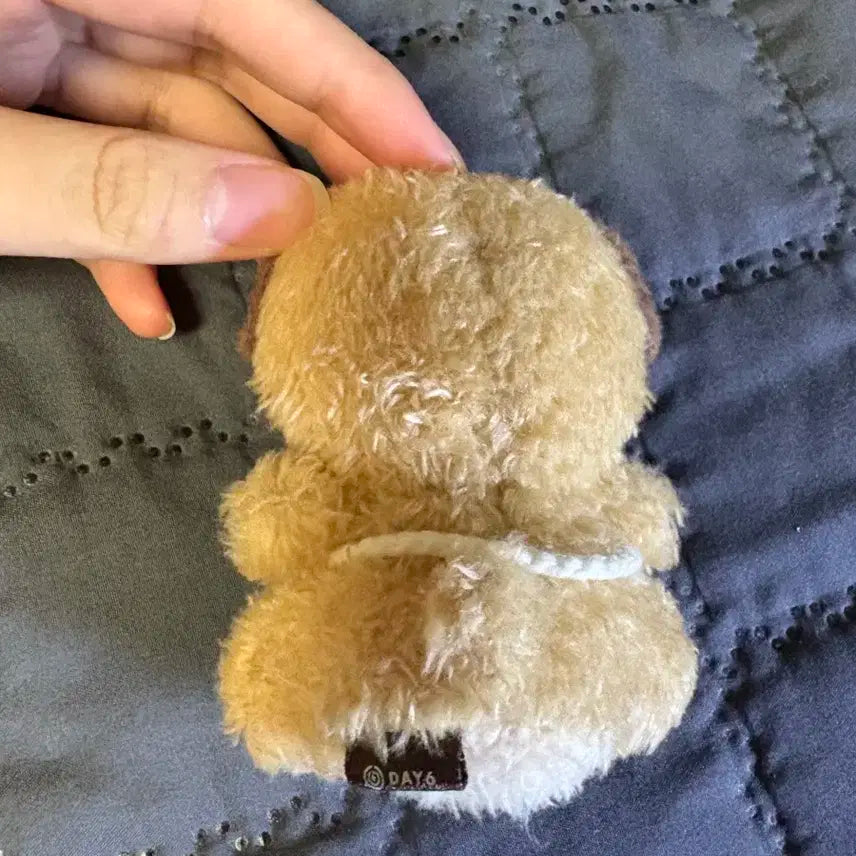 데이식스 앉은돈