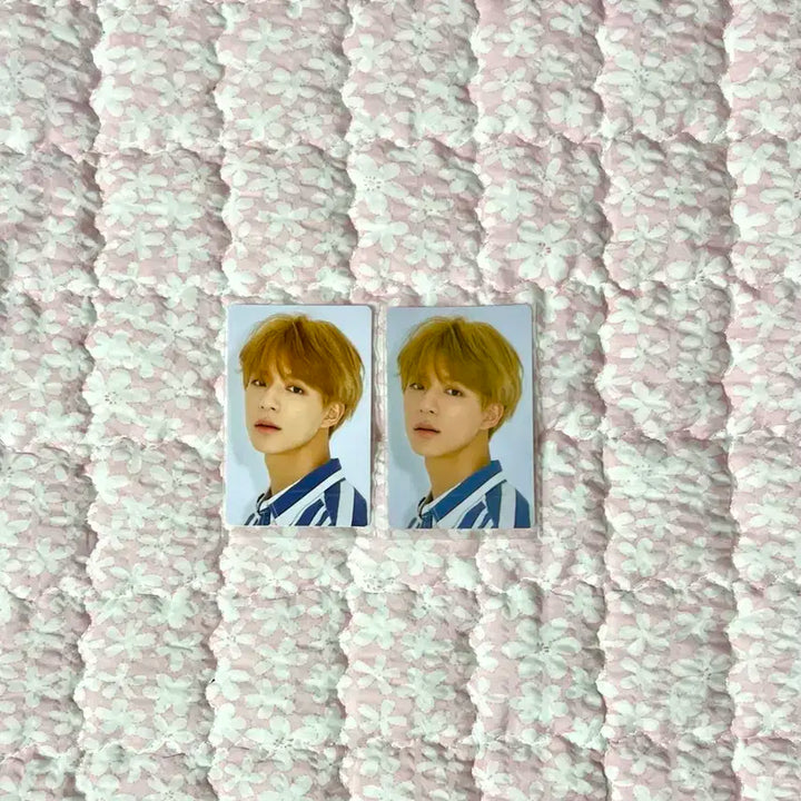 엔시티 드림 위고업 제노 포카 앨범 일괄 nct dream