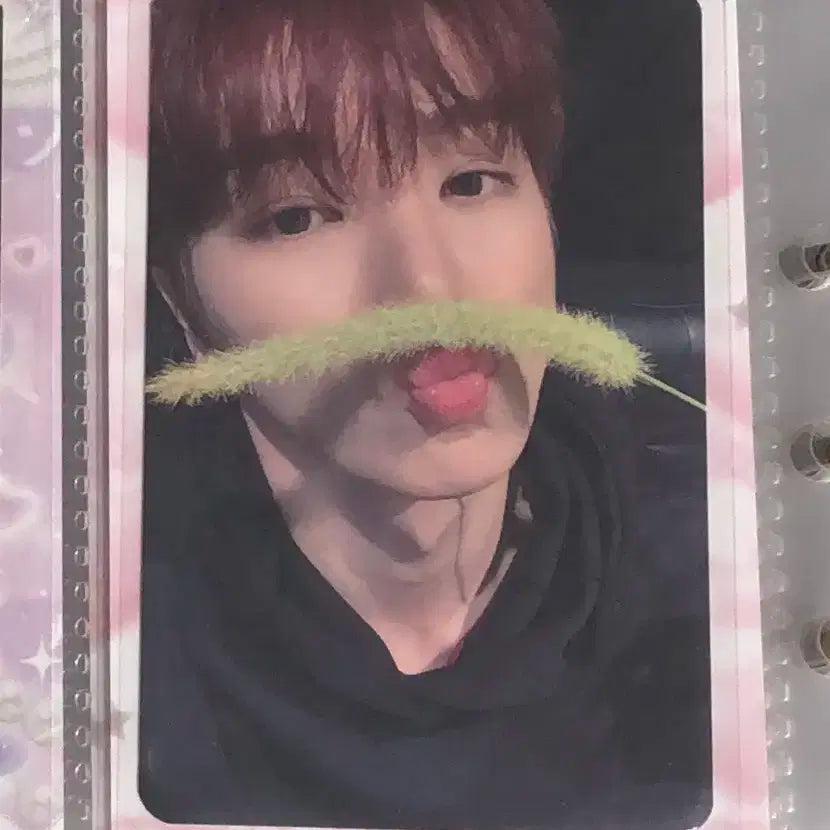 라이즈 성찬 디어마이뮤즈 디마뮤 포카 양도