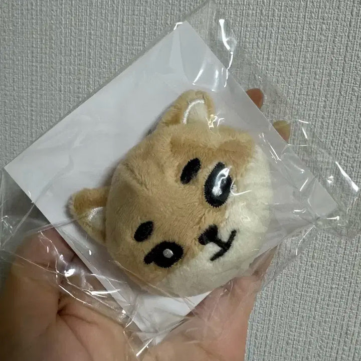 데이식스 일본MD 데니멀즈 케 뱃지