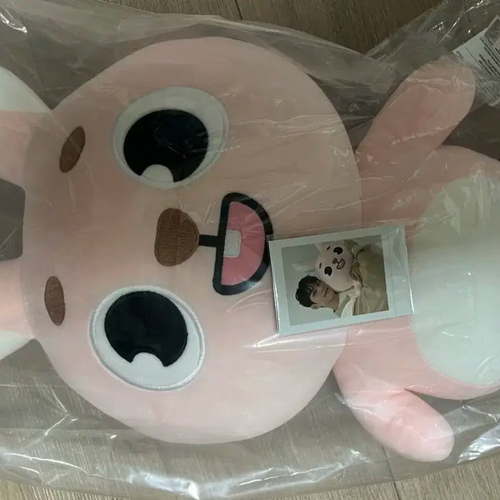 데이식스 자이언트 데니멀즈 필PIL 미개봉 폴라,포카 포함