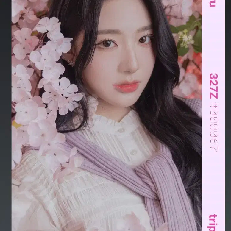 트리플에스 신위 오브젝트 벚꽃 C327 급처