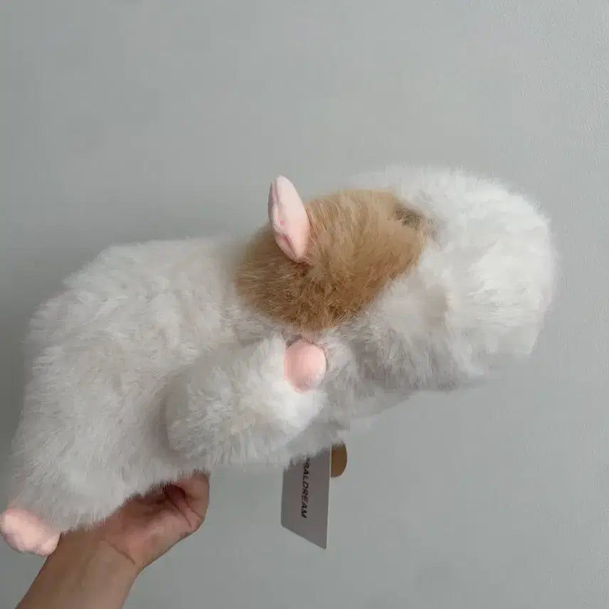 모루못토상 라잉 정품 35cm