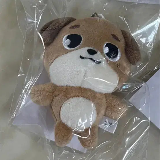 데이식스 백참 돈