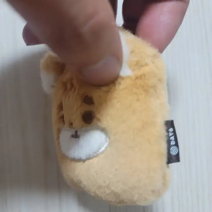 데이식스 영케이 포토홀더