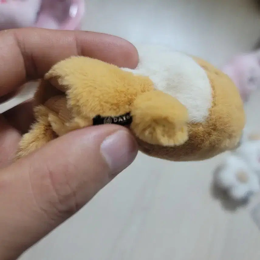 데이식스 플러시 핑거 케