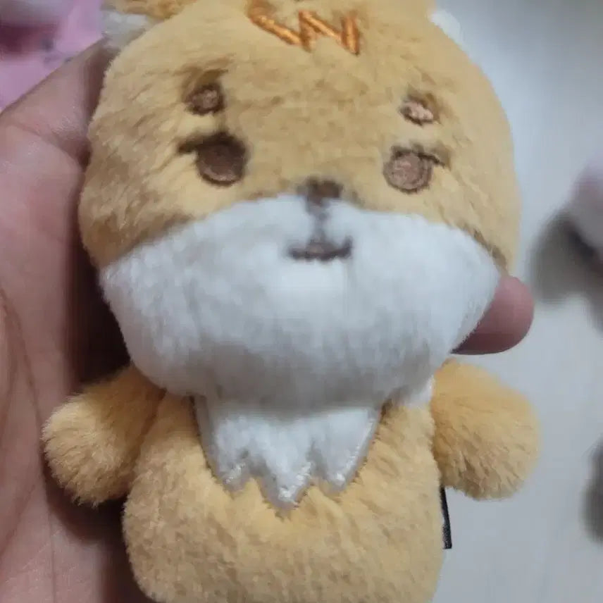 데이식스 플러시 핑거 케