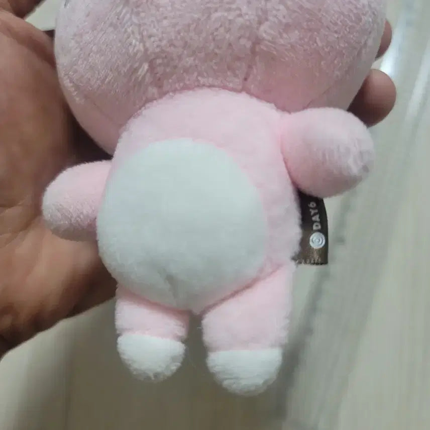 데이식스 20필끼