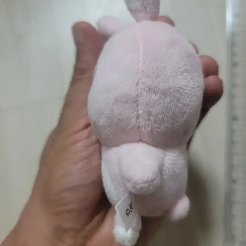 데이식스 백찬 필끼