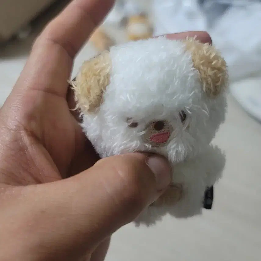 데이식스 쁘띠멀즈 돈