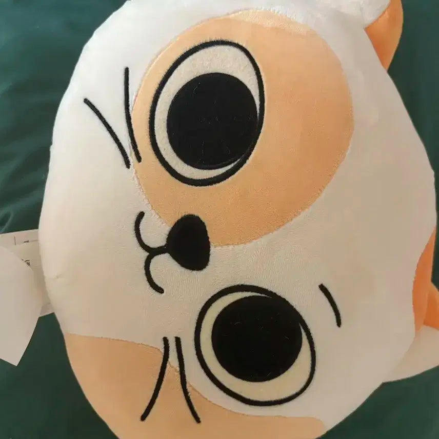 캣삐 양도 보넥도 보이넥스트도어 쁘넥도 성호