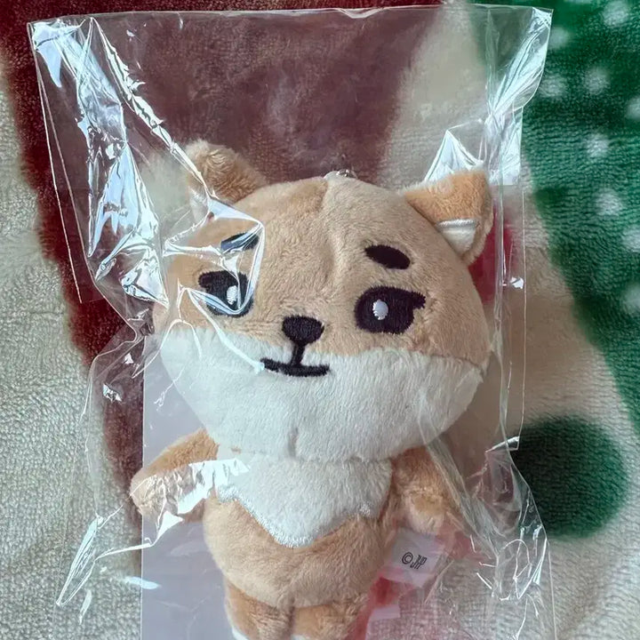 데이식스 일본 백참 케
