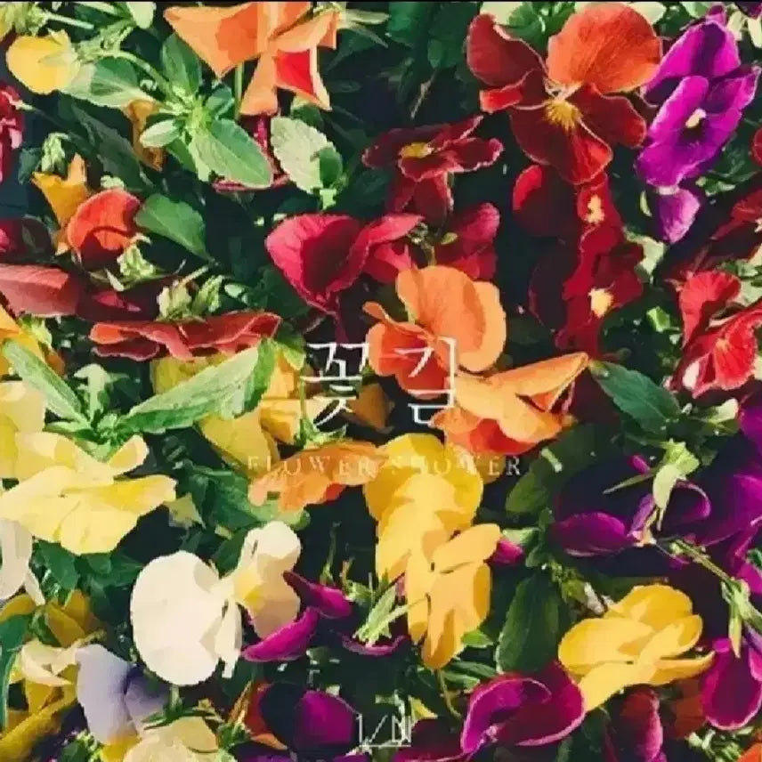 엔분의일 앨범 꽃길 [미개봉]