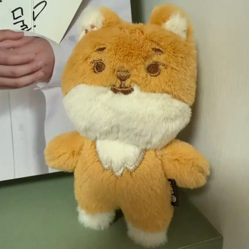 데이식스 쁘띠멀즈 케 영케이
