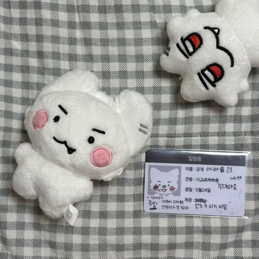 플레이브 은호 암긍개