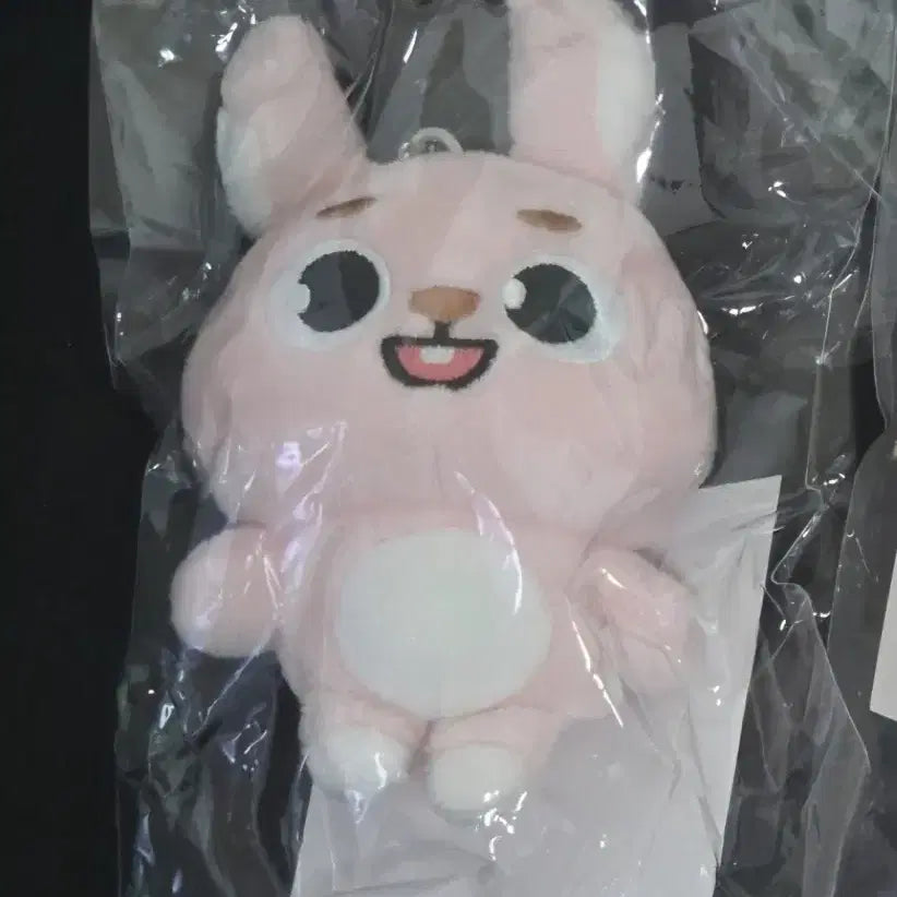 데이식스 일본 백참 필끼