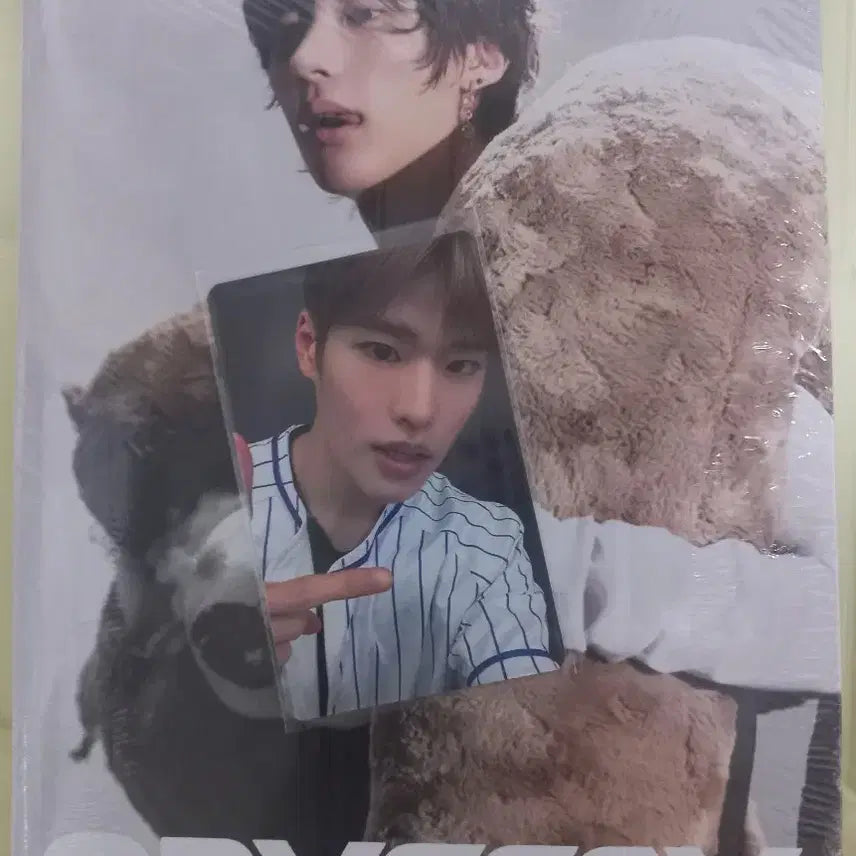 라이즈 앨범 양도